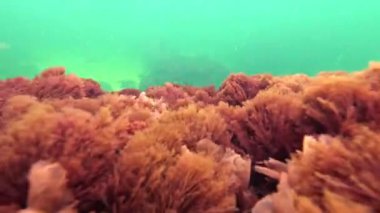 Kızıl alg seramium rubrum ve Porphyra Karadeniz 'deki yeşil suyun arka planına karşı bir taş üzerinde sallanırlar.