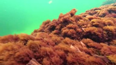 Kızıl alg seramium rubrum ve Porphyra Karadeniz 'deki yeşil suyun arka planına karşı bir taş üzerinde sallanırlar.