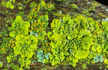 Xanthoria parietina ve kalın bir ağaç dalında farklı türde liken konsorsiyumu. 