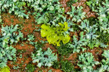 Xanthoria parietina and a consortium of different types of lichens on a thick tree branch  clipart