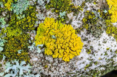 Xanthoria parietina ve kalın bir ağaç dalında farklı türde liken konsorsiyumu. 