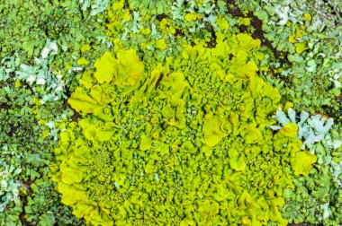 Xanthoria parietina ve kalın bir ağaç dalında farklı türde liken konsorsiyumu. 