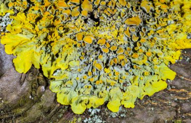 Xanthoria parietina ve kalın bir ağaç dalında farklı türde liken konsorsiyumu. 