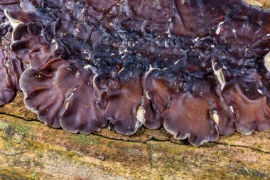 Auricularia mezanterica - yaşlı bir ağaç kütüğünde büyüyen saprofitik mantar