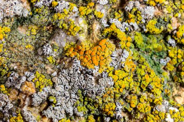 Karadeniz yakınlarındaki beton bir iskelede yetişen tuza dayanıklı kabuklu kertenkeleler.