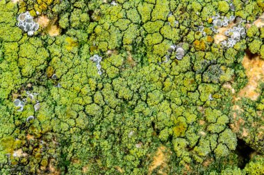 Karadeniz yakınlarındaki beton bir iskelede yetişen tuza dayanıklı kabuklu kertenkeleler.