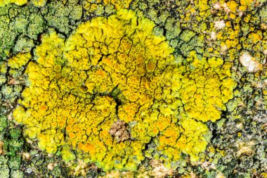 Karadeniz yakınlarındaki beton bir iskelede yetişen tuza dayanıklı kabuklu kertenkeleler.