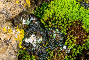 Karadeniz, Ukrayna yakınlarındaki kıyı kayalarında yetişen üreme organları olan yosun ve siyah kabuklu liken.