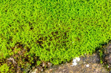 Çürük mavi ahşap çatlamış yeşil yosun.