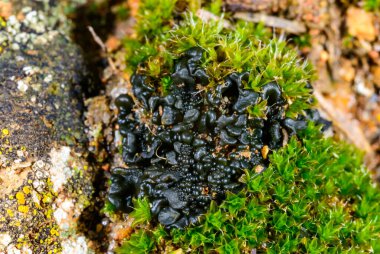 Karadeniz, Ukrayna yakınlarındaki kıyı kayalarında yetişen üreme organları olan yosun ve siyah kabuklu liken.