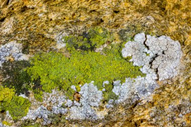 Karadeniz yakınlarındaki beton bir iskelede yetişen tuza dayanıklı kabuklu kertenkeleler.