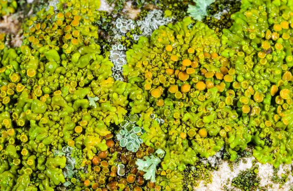 Xanthoria parietina ve kalın bir ağaç dalında farklı türde liken konsorsiyumu. 