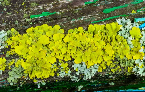 Xanthoria parietina ve kalın bir ağaç dalında farklı türde liken konsorsiyumu. 