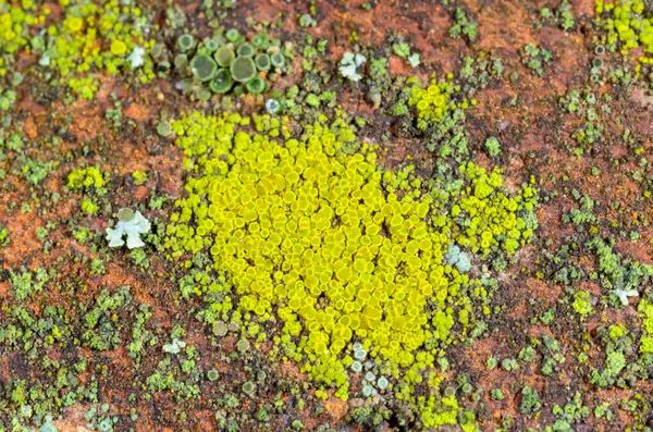 Xanthoria parietina ve kalın bir ağaç dalında farklı türde liken konsorsiyumu. 
