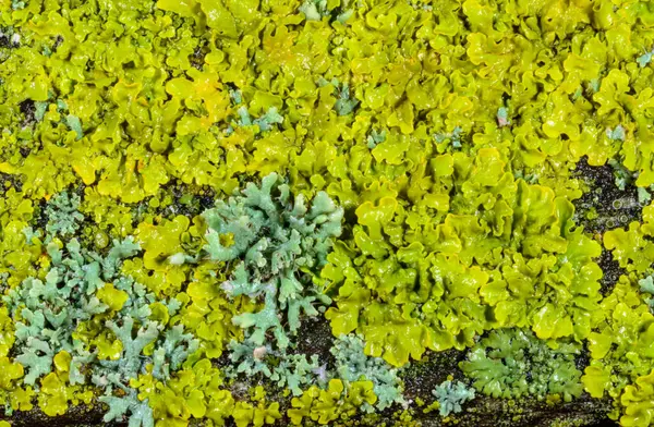 Xanthoria parietina ve kalın bir ağaç dalında farklı türde liken konsorsiyumu. 