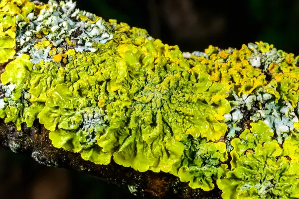 Xanthoria parietina ve kalın bir ağaç dalında farklı türde liken konsorsiyumu. 