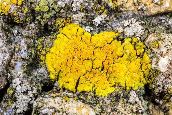 Karadeniz yakınlarındaki beton bir iskelede yetişen tuza dayanıklı kabuklu kertenkeleler.