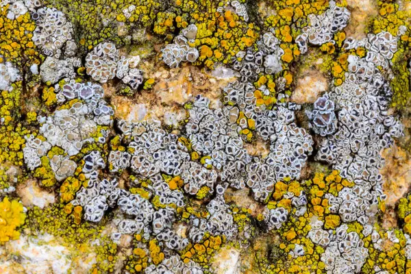 Deniz kenarında, Karadeniz, Odessa 'daki beton bir iskelede Lecanora sp.