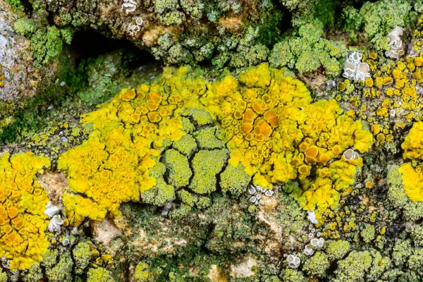 Karadeniz yakınlarındaki beton bir iskelede yetişen tuza dayanıklı kabuklu kertenkeleler.