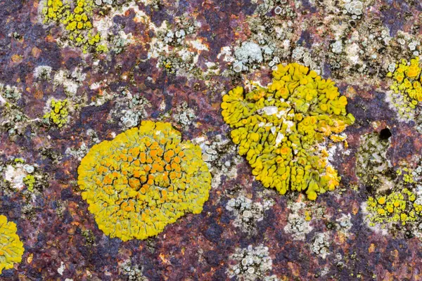 Karadeniz yakınlarındaki beton bir iskelede yetişen tuza dayanıklı kabuklu kertenkeleler.