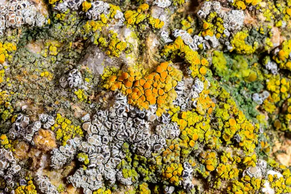 Karadeniz yakınlarındaki beton bir iskelede yetişen tuza dayanıklı kabuklu kertenkeleler.
