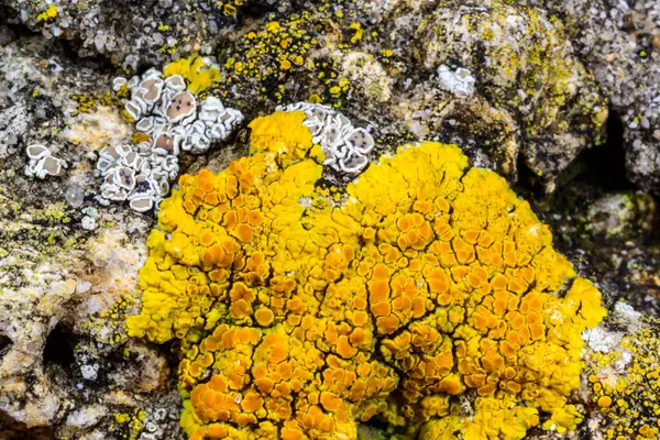Karadeniz yakınlarındaki beton bir iskelede yetişen tuza dayanıklı kabuklu kertenkeleler.
