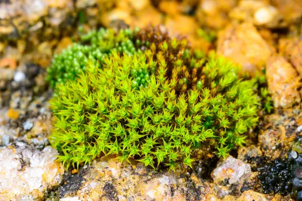 Ceratodon purpureus, Karadeniz, Odessa yakınlarındaki doğal kabuk kayaları üzerinde büyüyen yeşil yosun.