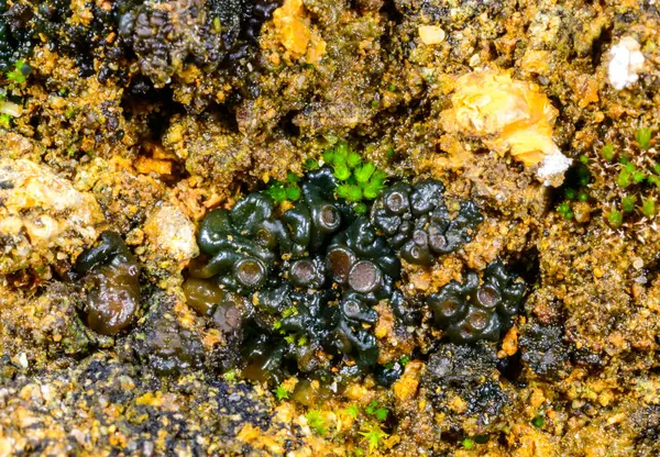 Karadeniz, Ukrayna yakınlarındaki kıyı kayalıklarında büyüyen üreme organları olan siyah kabuklu liken.