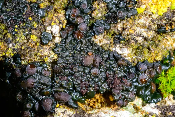 Karadeniz, Ukrayna yakınlarındaki kıyı kayalıklarında büyüyen üreme organları olan siyah kabuklu liken.