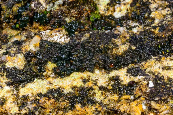 Karadeniz, Ukrayna yakınlarındaki kıyı kayalıklarında büyüyen üreme organları olan siyah kabuklu liken.