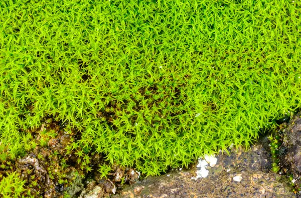 Çürük mavi ahşap çatlamış yeşil yosun.