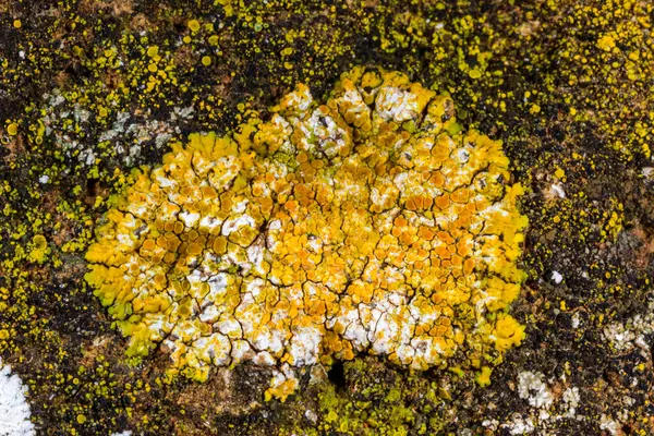 Karadeniz yakınlarındaki beton bir iskelede yetişen tuza dayanıklı kabuklu kertenkeleler.