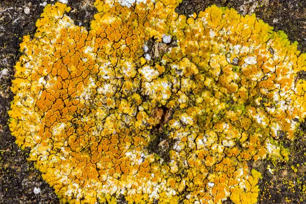 Karadeniz yakınlarındaki beton bir iskelede yetişen tuza dayanıklı kabuklu kertenkeleler.