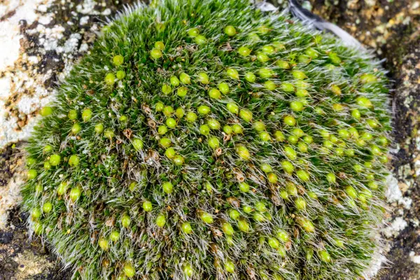 Grimmi ya da pulvinat kuru kaya yosunu Grimmia pulvinata, baharda taşların üzerinde genç sporofitler olan yeşil yosun.