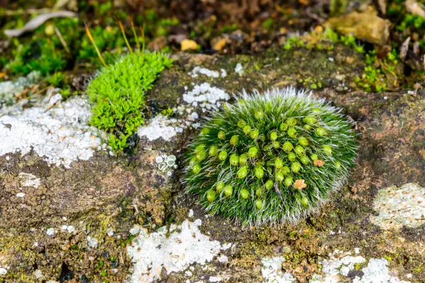 Grimmi ya da pulvinat kuru kaya yosunu Grimmia pulvinata, baharda taşların üzerinde genç sporofitler olan yeşil yosun.
