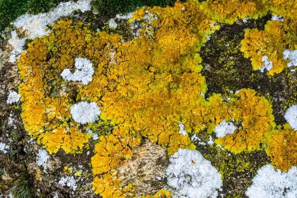 Karadeniz yakınlarındaki beton bir iskelede yetişen tuza dayanıklı kabuklu kertenkeleler.