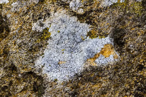 Lichens ve Grey yastıklı Grimmia veya pulvinate kaya yosunu Grimmia pulvinata yeşil yosun ve baharda taşların üzerinde genç sporofitler