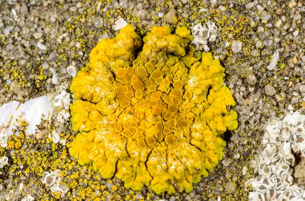 Caloplaca verruculifera ve Karadeniz yakınlarındaki bir rıhtımın beton duvarındaki diğer kabuklu deniz yosunu türleri Odessa