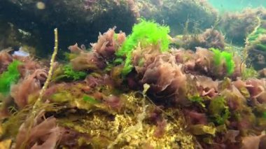 Karadeniz 'de yeşil ve kırmızı yosunlu deniz altı manzarası, Odessa