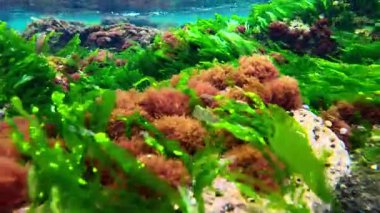Yeşil yosun Enteromorpha sp ile kıyıya yakın sualtı manzarası. ve kırmızı alg Porphyra, seramium rubrum Karadeniz, Odessa