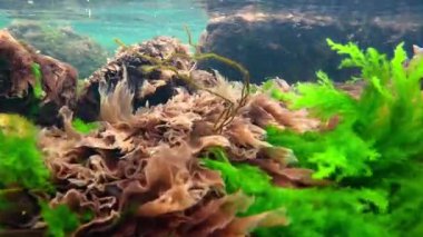 Yeşil yosun Enteromorpha sp ile kıyıya yakın sualtı manzarası. ve kırmızı alg Porphyra, seramium rubrum Karadeniz, Odessa