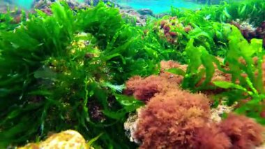 Yeşil yosun Enteromorpha sp ile kıyıya yakın sualtı manzarası. ve kırmızı alg Porphyra, seramium rubrum Karadeniz, Odessa
