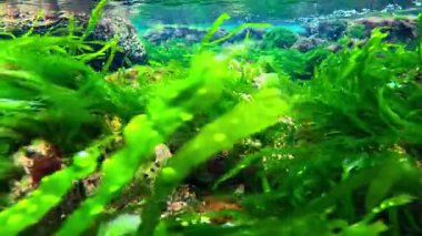 Yeşil yosun Enteromorpha sp ile kıyıya yakın sualtı manzarası. ve kırmızı alg Porphyra, seramium rubrum Karadeniz, Odessa