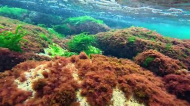 Yeşil yosun Enteromorpha Sp ile arka plan. ve Karadeniz 'de kırmızı alg seramium rubrum taşları, Odessa