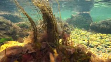 Scytosiphon sp. Karadeniz manzarasındaki algler, kırmızı Porphyra, Seramium ve yeşil Enteromorpha, Cladophora algleri kıyıya yakın taşlarda.