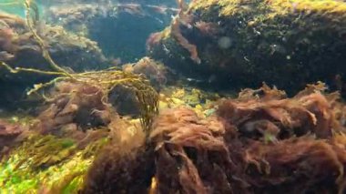 Karadeniz 'de yeşil ve kırmızı yosunlu deniz altı manzarası, Odessa