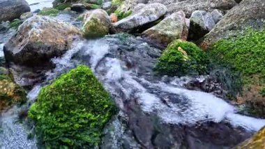 Temiz kaynak suyu yeşil alg Enteromorpha sp 'nin üzerinden akar. Karadeniz 'deki taşlar, Odessa