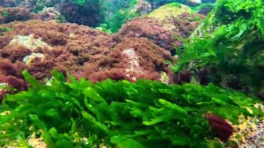 Yeşil yosun Enteromorpha ve Cladophora, Kızıl alg Porphyra Karadeniz kıyısındaki kayalıklarda sallanıyorlar.