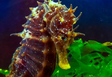 Uzun burunlu erkek deniz atı hipokampüsünün kıyıya yakın yeşil yosunların arasında saklanırken yan görüntüsü Karadeniz