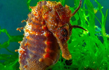 Uzun burunlu erkek deniz atı hipokampüsünün kıyıya yakın yeşil yosunların arasında saklanırken yan görüntüsü Karadeniz